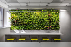 From reception to breakrooms, living walls can be any size and made any space both fresh and impressive in your office.